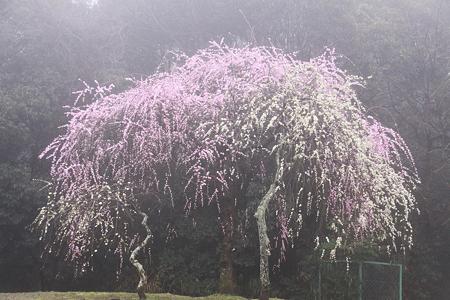 濃霧に咽ぶ枝垂れ紅白梅