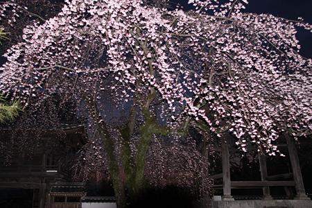 安長寺の枝垂れ桜2