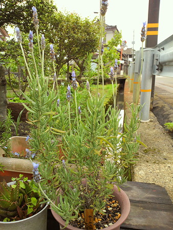 Lavender dentata