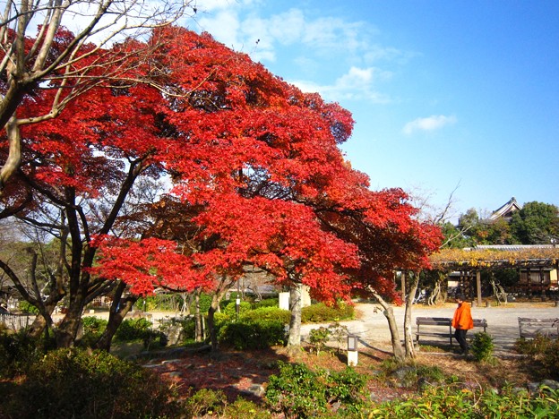 円山公園