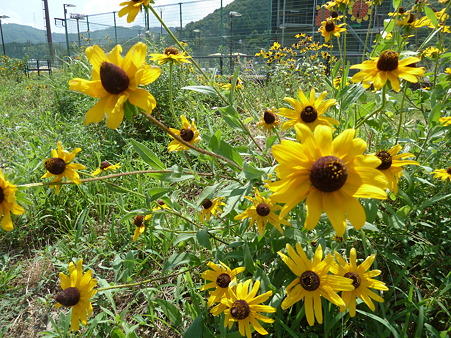 佐用ひまわり2011 034
