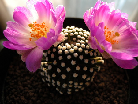 Mammillaria luethyi