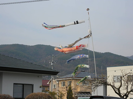 Koi nobori