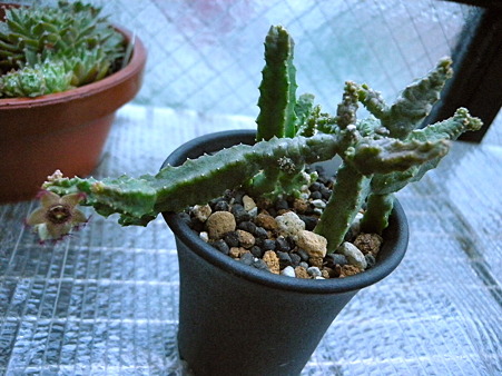 Caralluma shadhbana
