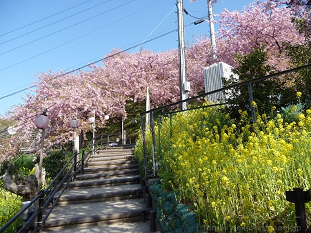 120329-松田山 河津桜 (7)