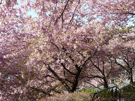 120329-松田山 河津桜 (15)