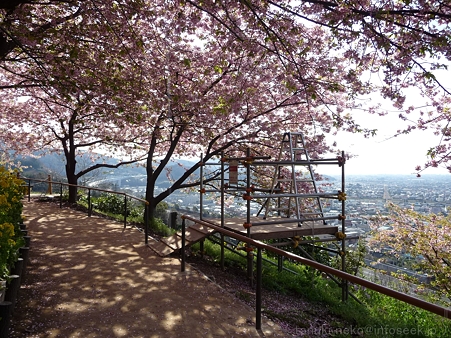 120329-松田山 河津桜 (19)