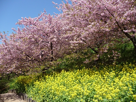 120329-松田山 河津桜 (141)