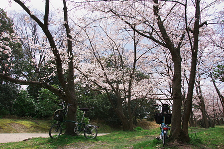 Bromptonでお花見