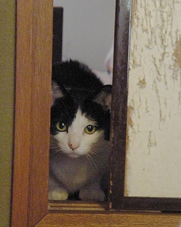 のぞきなこ,拡大