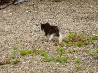 よちよち