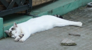 長い