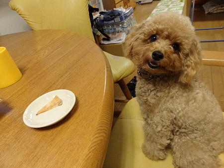 ちゃこ 退院す!