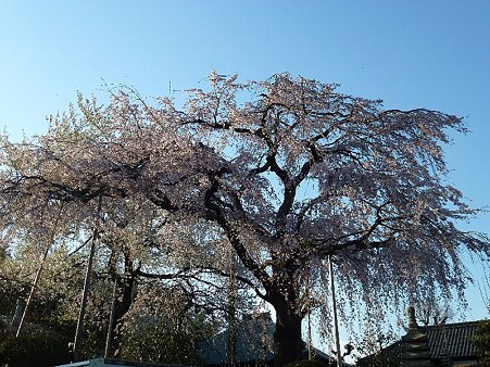 妙法寺の桜
