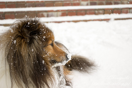 雪の中の愛犬 NEX-5 SEL30M35