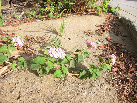 20120307 beach 022