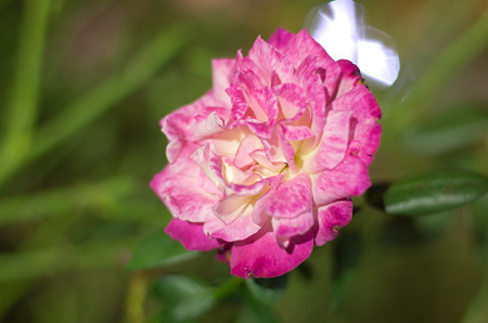 IMGP2646