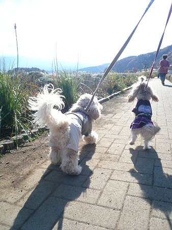 111122_06_kwg-k_walk2