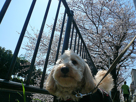 120408_koo_mira_3