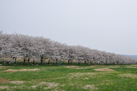 桜並木