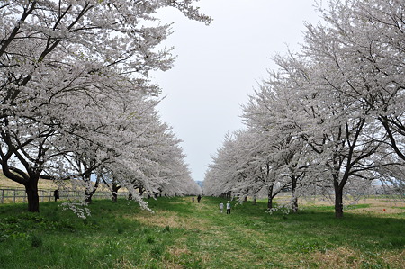 桜の回廊