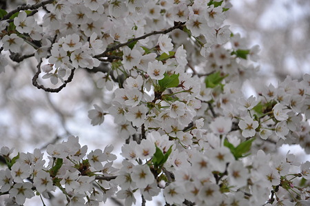 桜きれいだね