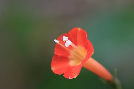 2011.11.03　和泉川　マルバルコウソウ