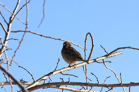 2012.01.05　和泉川　スズメ