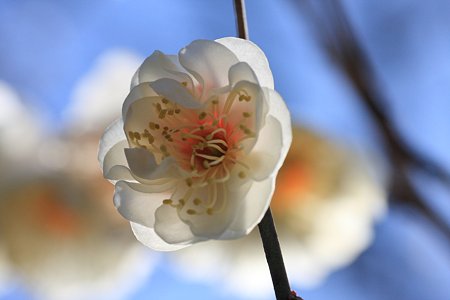 2012.02.27 和泉川 白梅