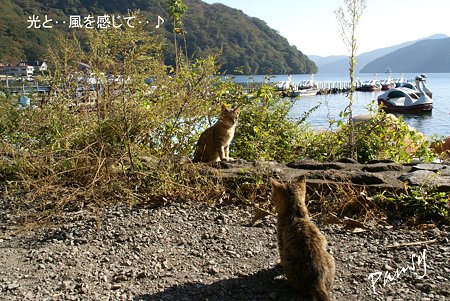湖畔にて・・10
