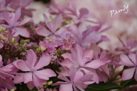 紫陽花・・