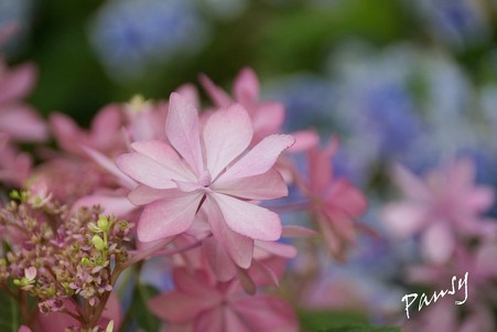 pink..