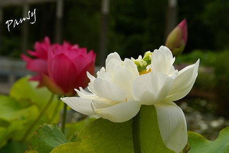 蓮の花・・8