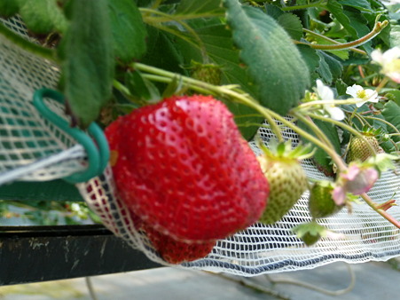 P1050667