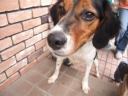 ボク家庭犬になるねん!