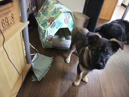 子犬の健ちゃん