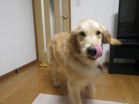 子犬ちゃんみたいなお顔