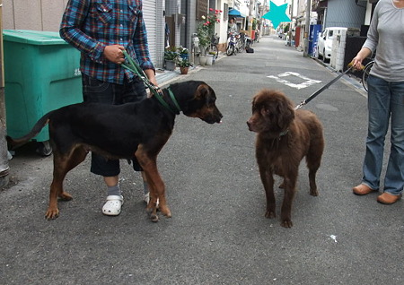 ルナちゃん遊びたくて仕方ない