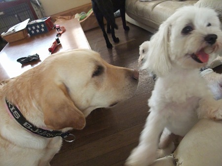 犬は苦手