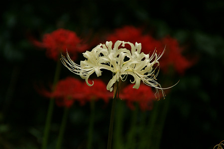 紅白の曼珠沙華咲く、鎌倉!
