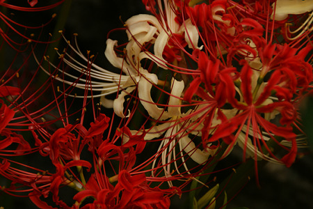 紅白の曼珠沙華の螺旋模様!