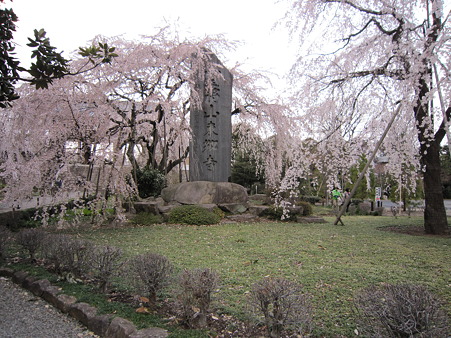 枝垂桜
