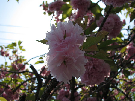 八重桜