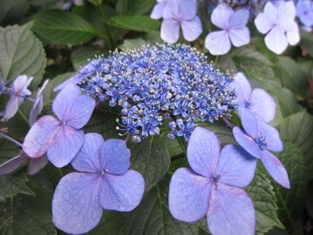 紫陽花