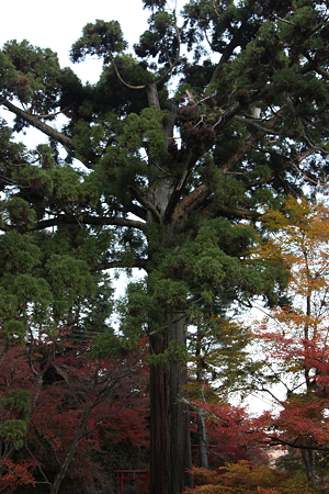 円通寺 - 16