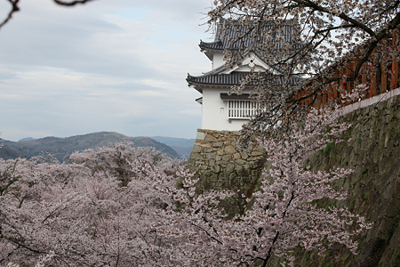 津山城 - 005