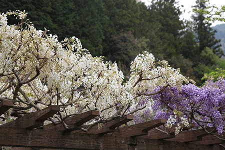 和田城 - 05