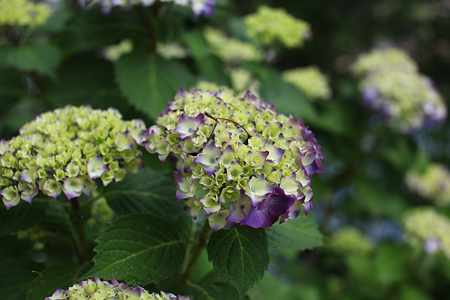 北潟湖畔花菖蒲園 - 17