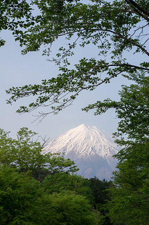 新緑富士山