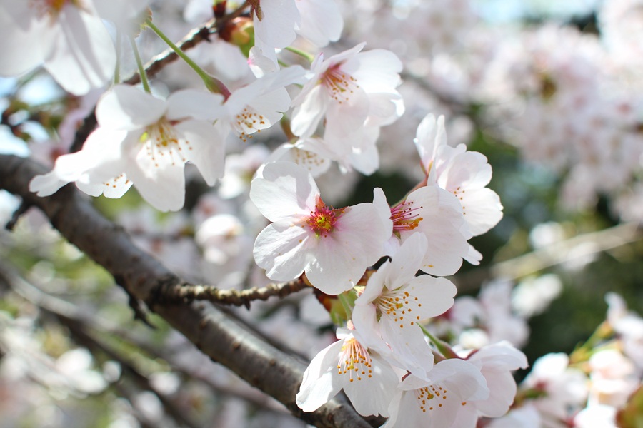 桜 (三丁目の公園)